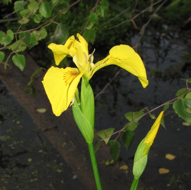 Изображение особи Iris pseudacorus.