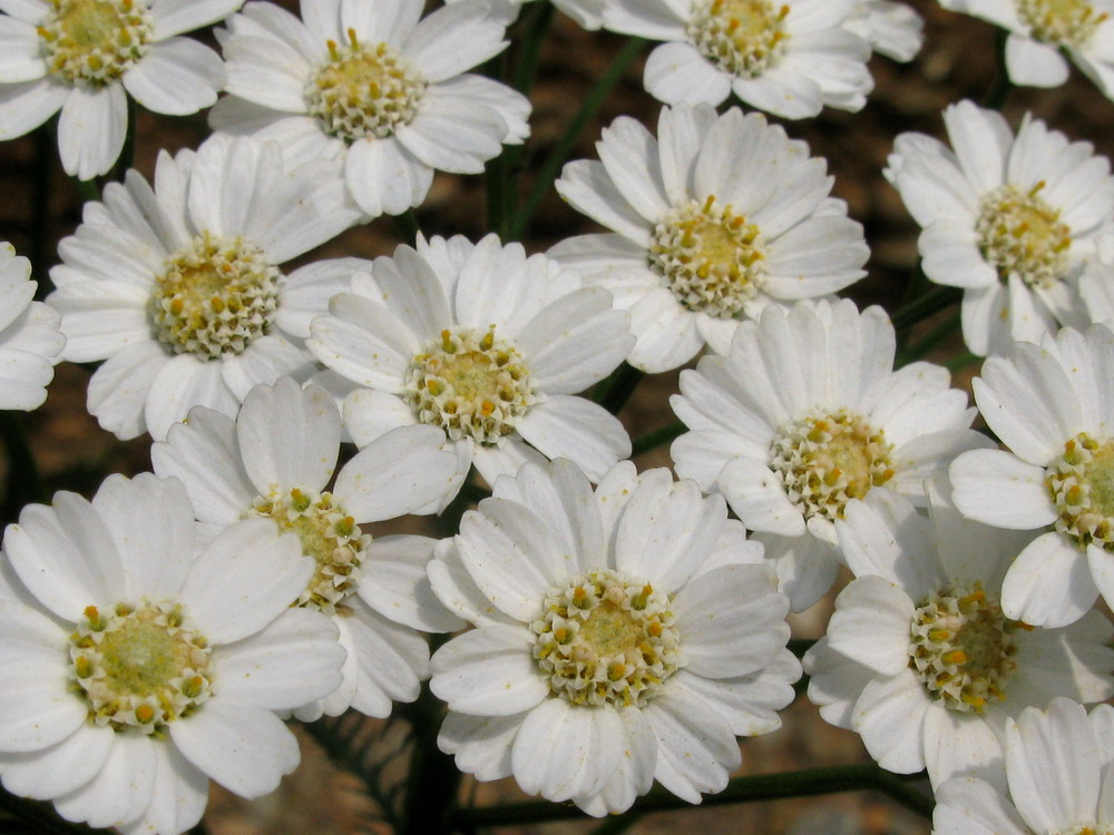 Изображение особи Achillea impatiens.