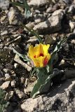 Tulipa greigii. Цветущее растение. Южный Казахстан, хр. Боролдайтау, гора Нурбай; 1200 м н.у.м. 23.04.2012.