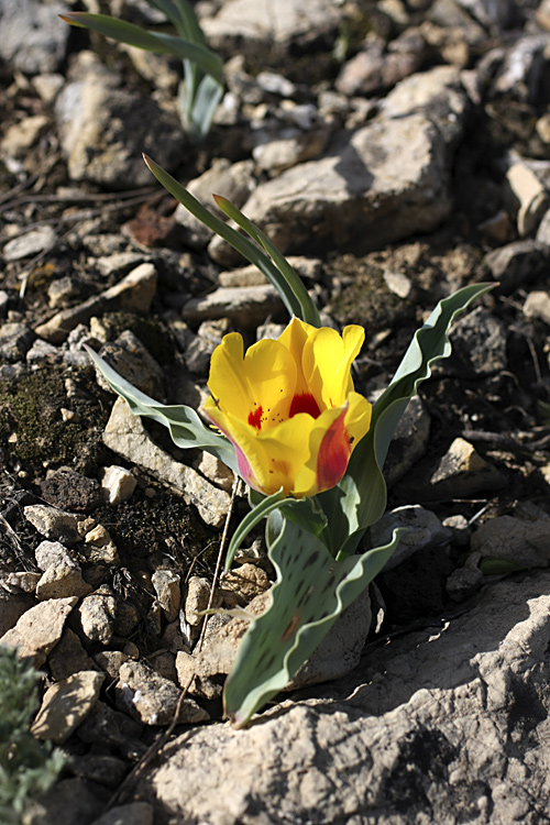 Image of Tulipa greigii specimen.