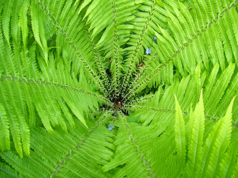 Image of Matteuccia struthiopteris specimen.