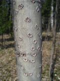 Populus tremula
