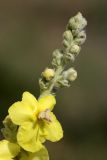 Verbascum songaricum. Верхушка соцветия с цветком и бутонами. Южный Казахстан, вершина 797.3 0.5 км западнее шоссе Корниловка-Пестели. 20.05.2010.
