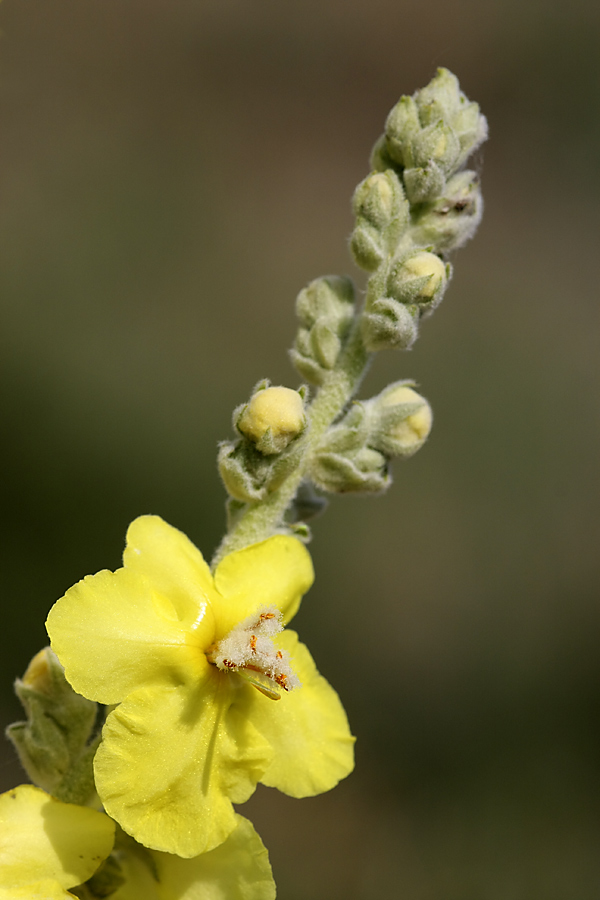 Image of Verbascum songaricum specimen.