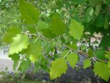 Populus alba