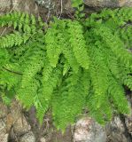 Woodsia ilvensis