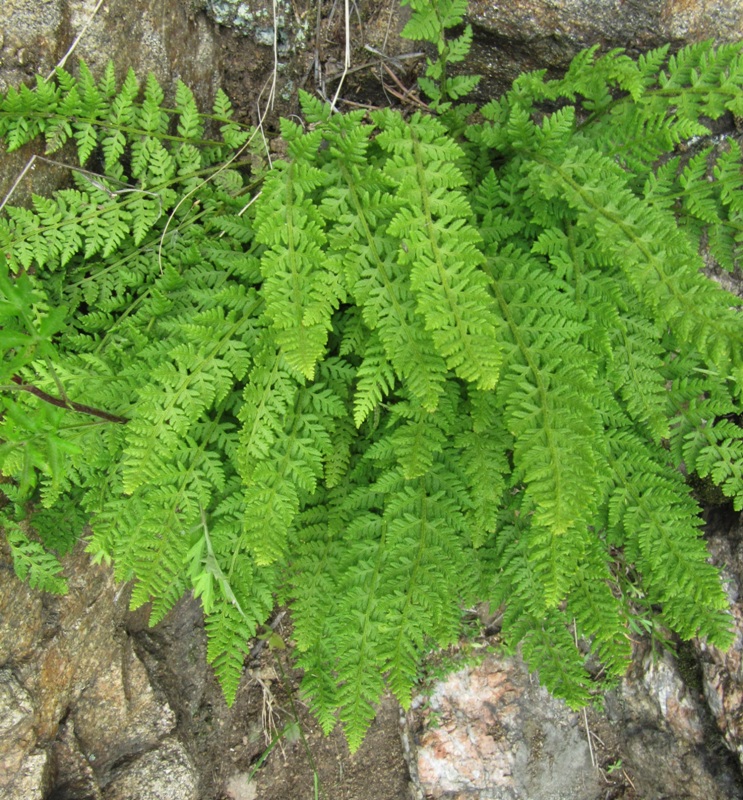 Image of Woodsia ilvensis specimen.