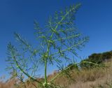 Foeniculum vulgare. Верхушка листа прикорневой розетки. Испания, г. Валенсия, Альбуфера (Albufera de Valencia), окрайка рисового поля. 6 апреля 2012 г.