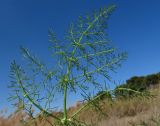 Foeniculum vulgare