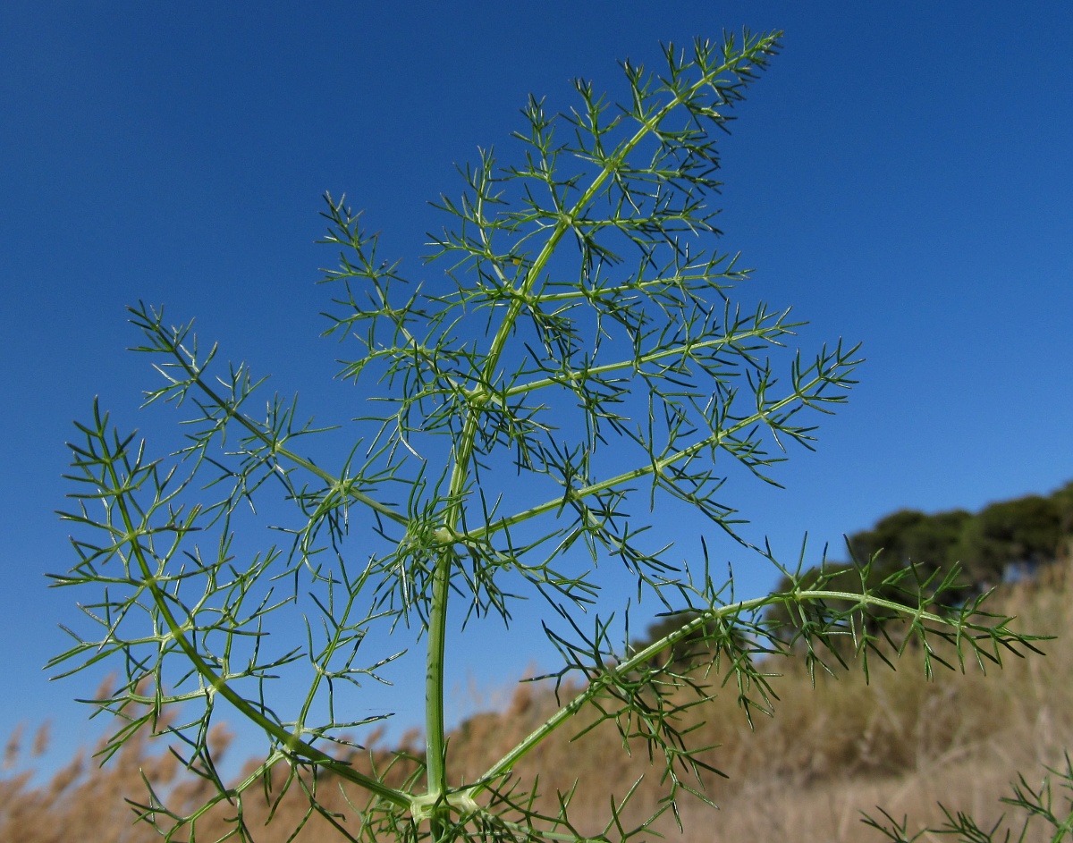 Изображение особи Foeniculum vulgare.