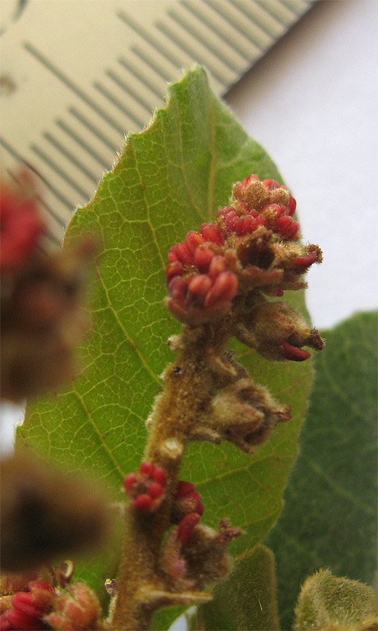 Изображение особи Alectryon tomentosum.