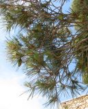 Pinus halepensis