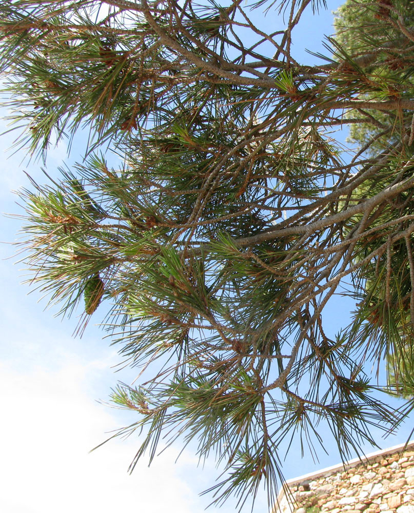 Изображение особи Pinus halepensis.