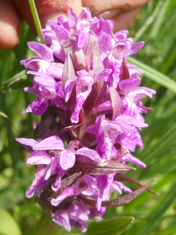 Изображение особи Dactylorhiza osmanica.