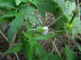 Geranium sibiricum. Верхушка цветущего и плодоносящего растения. Иркутская обл., г. Бодайбо, правый борт долины р. Витим, обочина грунтовой дороги. 06.07.2012.