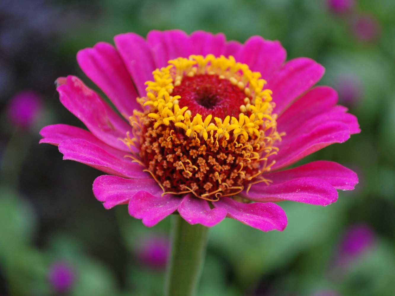 Изображение особи Zinnia elegans.