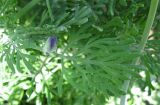 Lavandula multifida. Листья. Израиль, г. Беэр-Шева, городское озеленение. 19.01.2013.