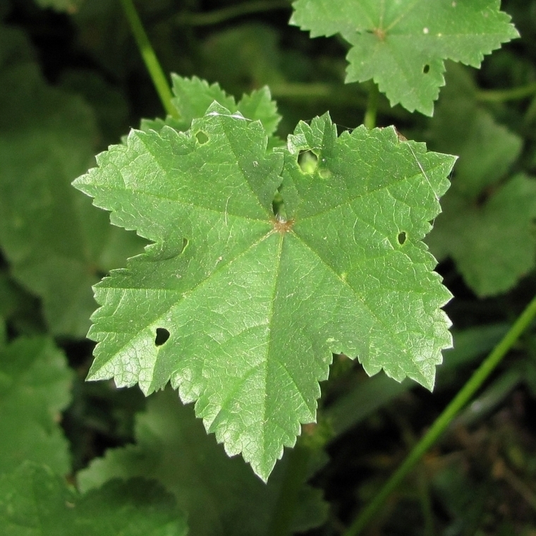 Image of Malva pusilla specimen.