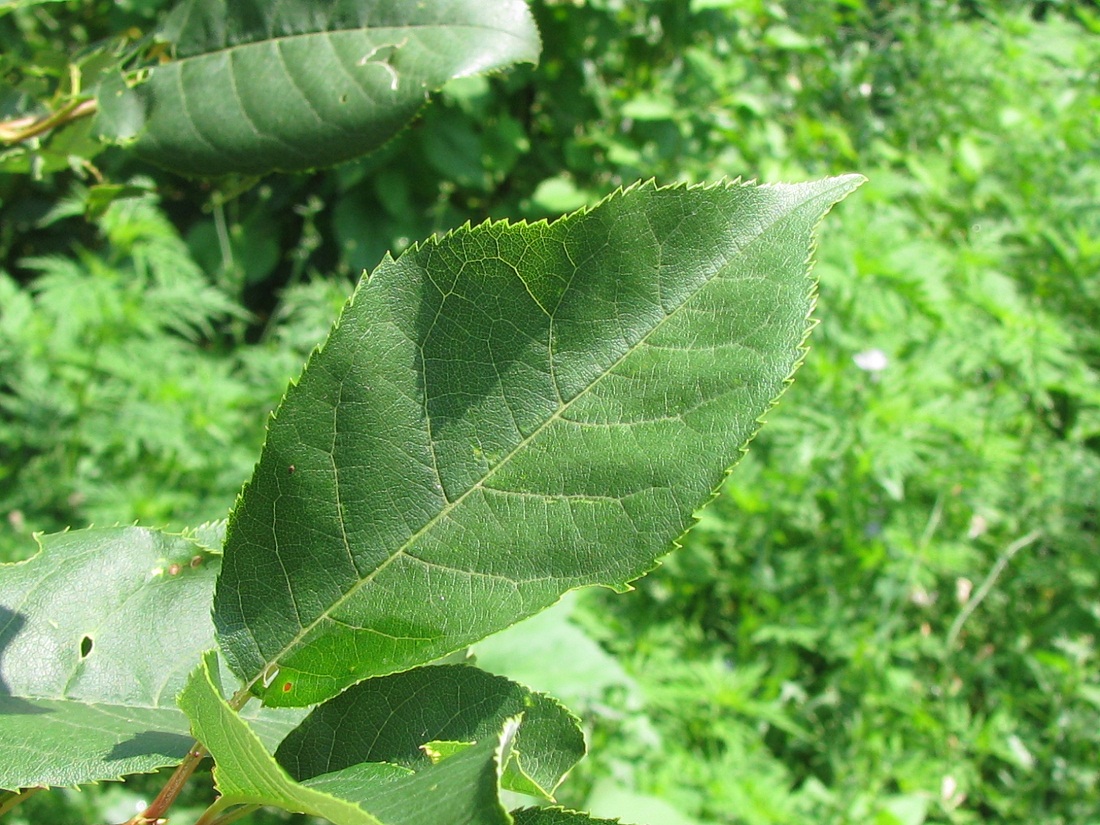 Изображение особи Padus virginiana.