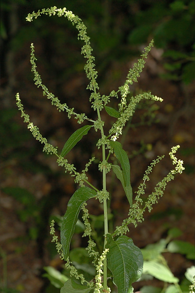 Изображение особи Rumex sylvestris.