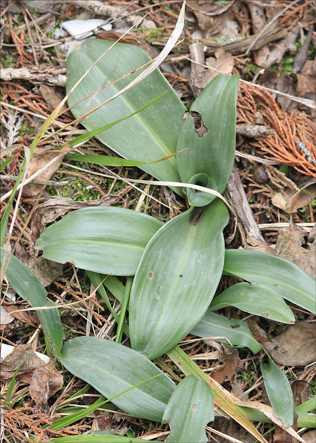Image of Himantoglossum caprinum specimen.