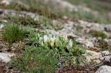 Astragalus rupifragus