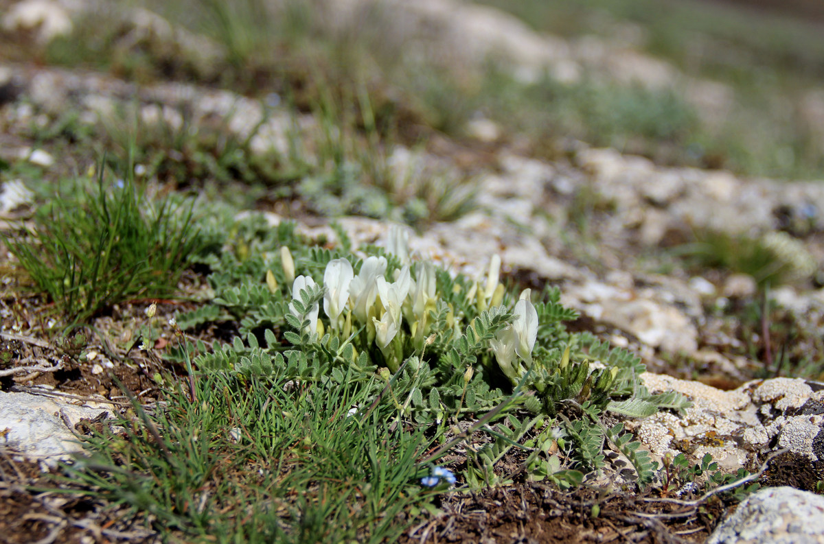 Image of Astragalus rupifragus specimen.