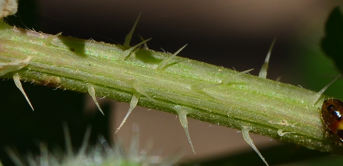 Изображение особи Urtica pilulifera.