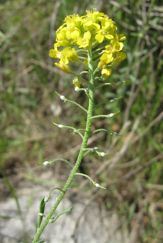 Image of Alyssum trichostachyum specimen.