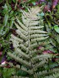 Polystichum setiferum