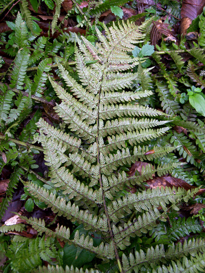 Image of Polystichum setiferum specimen.