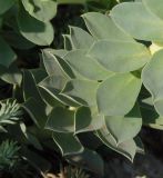 Euphorbia myrsinites. Листья. Украина, г. Запорожье, Запорожский детский ботанический сад. 27.04.2013.