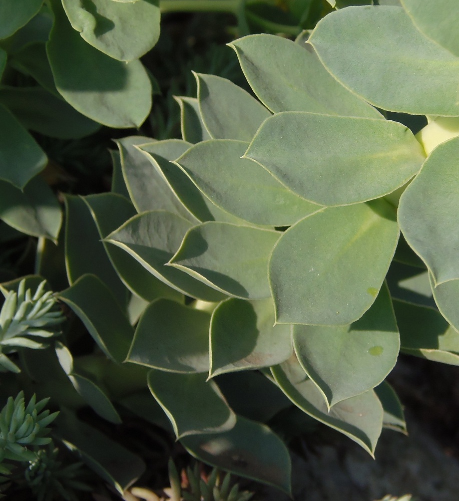Image of Euphorbia myrsinites specimen.