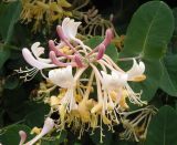 Lonicera caprifolium. Соцветие. Украина, Запорожье, ул. М.Горького, перед Банком Кипра. 16.05.2013.