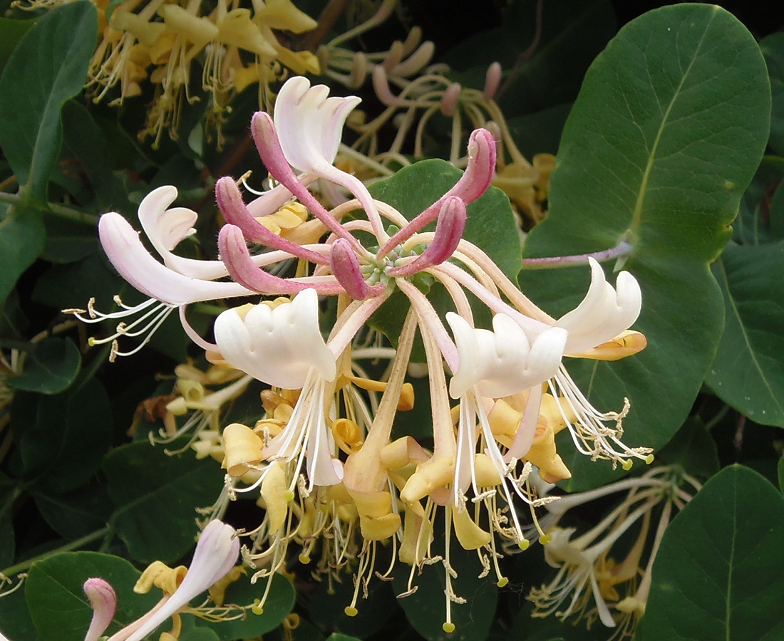 Изображение особи Lonicera caprifolium.