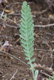 Tanacetum achilleifolium