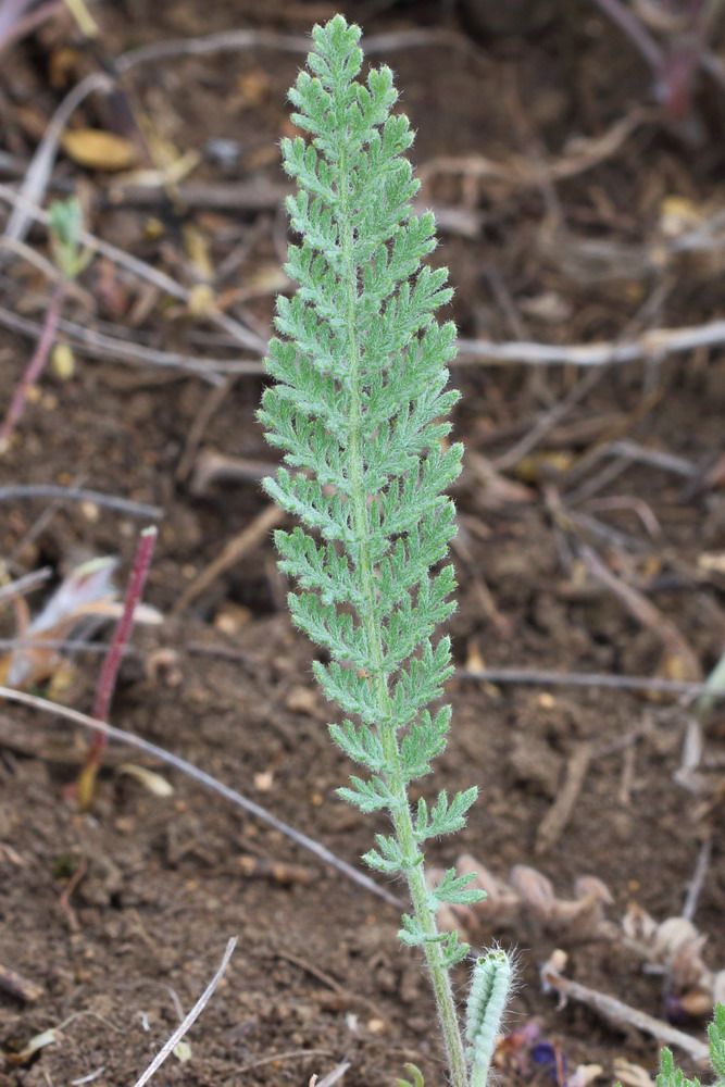 Image of Tanacetum achilleifolium specimen.