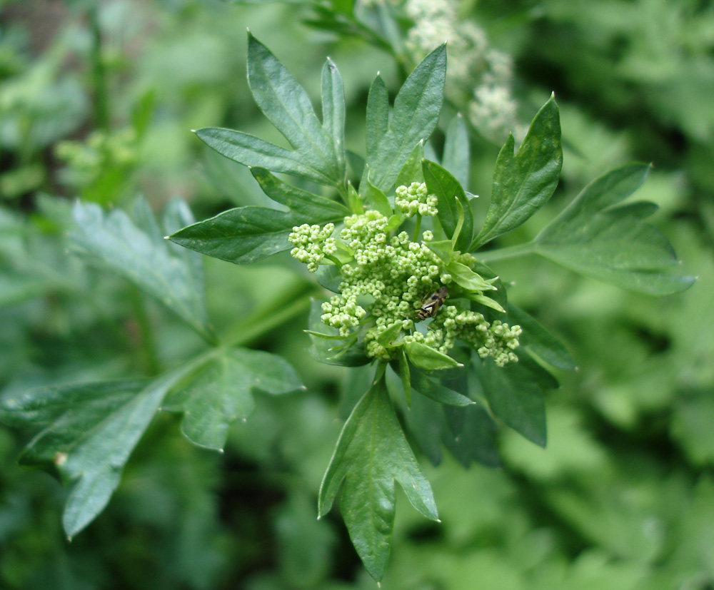 Изображение особи Apium graveolens.