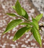 Halesia carolina