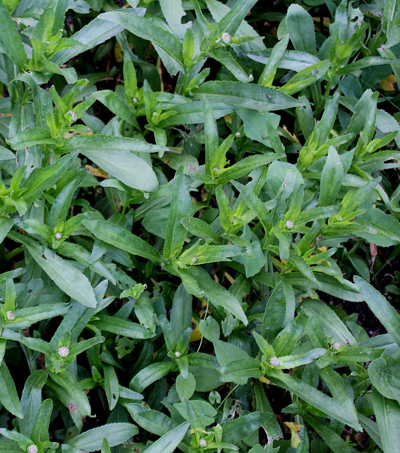 Image of Leucanthemum maximum specimen.