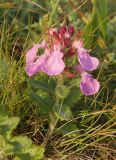 Teucrium chamaedrys. Верхушка побега с соцветием. Крым, Симферополь, Петровские скалы. 14.06.2013.