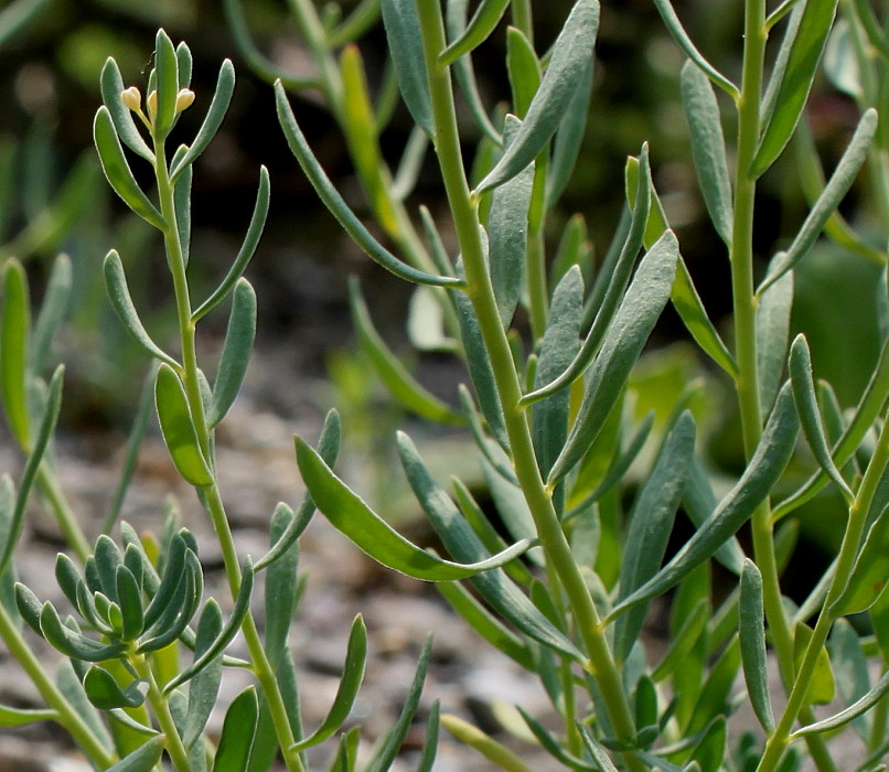 Изображение особи Aethionema grandiflorum.
