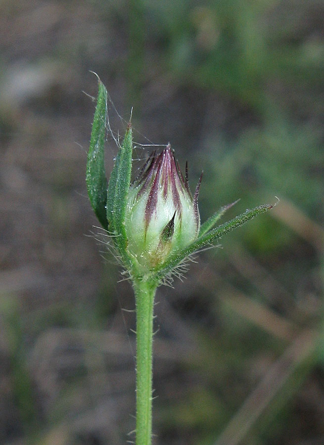 Изображение особи Cephalaria transsylvanica.