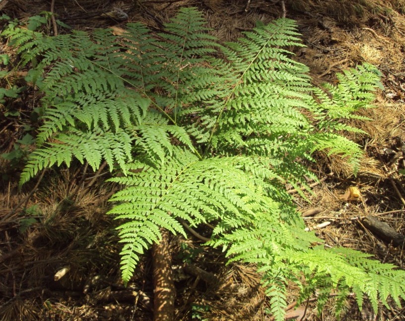 Изображение особи Pteridium pinetorum.