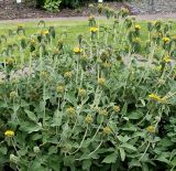 Phlomis fruticosa