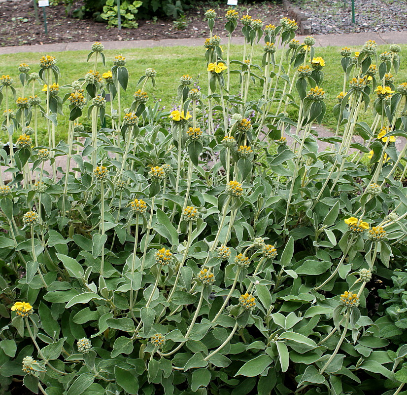 Изображение особи Phlomis fruticosa.