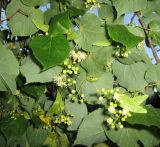 Tilia cordata