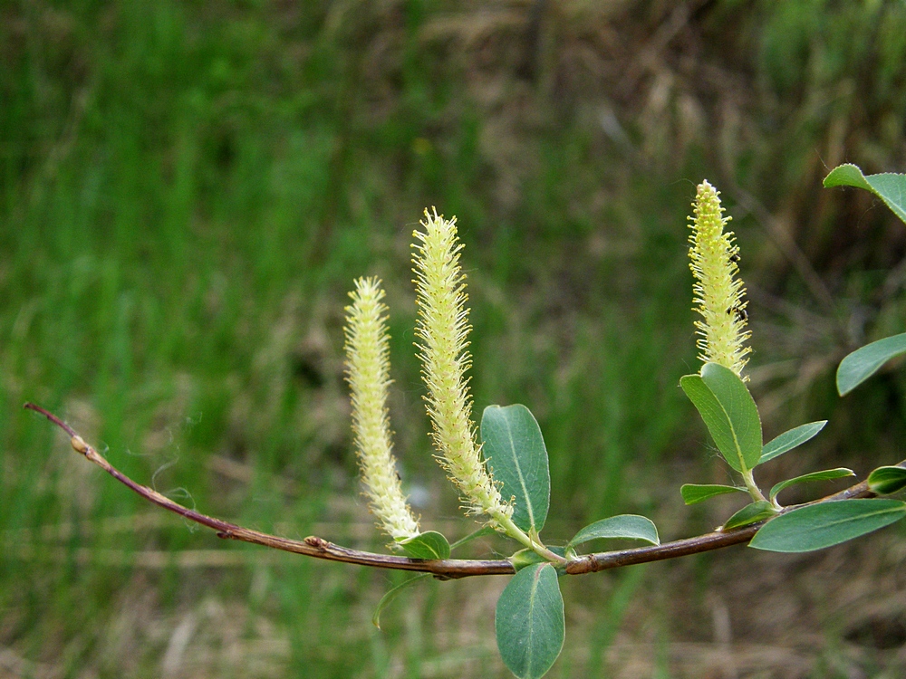 Изображение особи Salix nipponica.