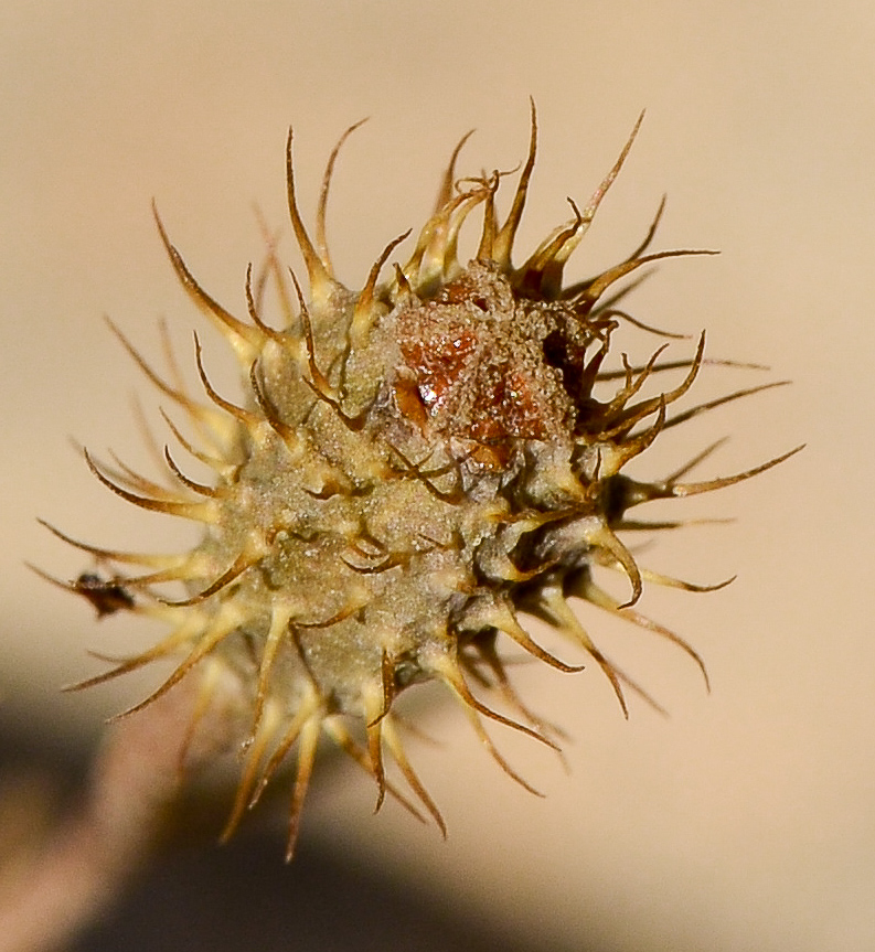 Image of Papaver hybridum specimen.