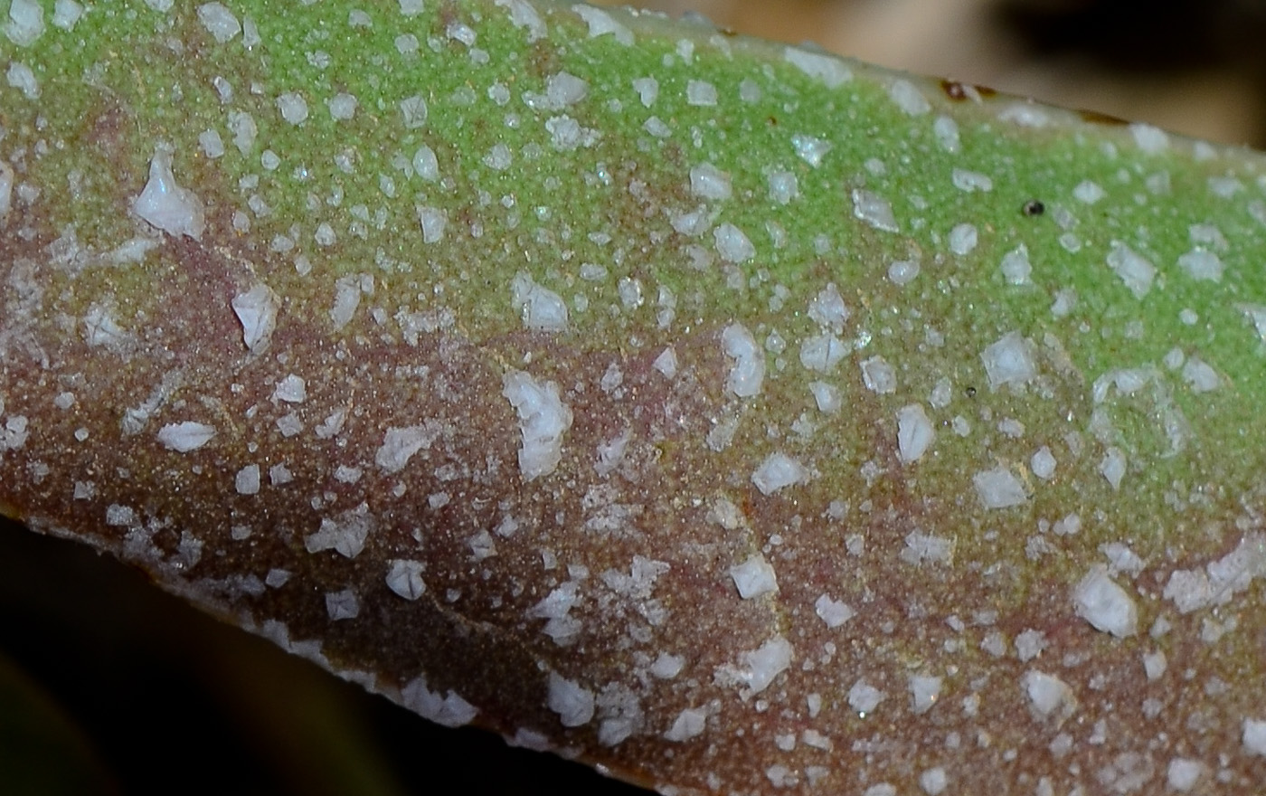 Image of Limonium narbonense specimen.